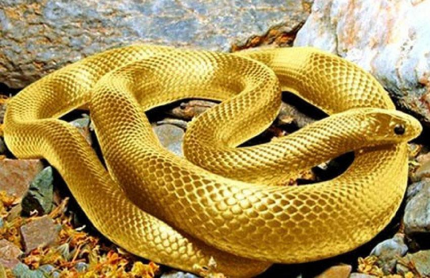 giải mã giấc mơ thấy rắn độc